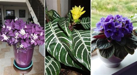 Colorez Votre Maison Avec Ces Plantes Qui Fleurissent Toute L Ann E