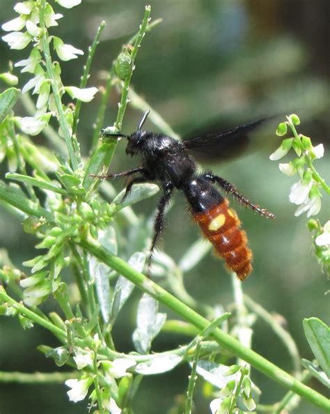 Bug Eric: Wasp Wednesday: Blue-winged Wasp