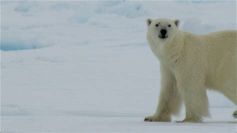 Adaptations of Arctic Animals | PBS LearningMedia