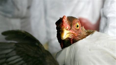 Avian Flu Detected In Fraser Valley Backyard Chicken Coop Cbc News