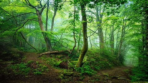 Música Para Relajarse Com Flauta Indigena Y Sonidos De La Naturaleza Relajar La Mente Y Dormir