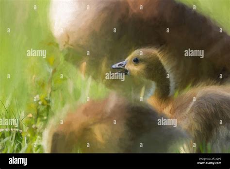 Digital Painting Of A New Born Baby Canada Goose Gosling Branta