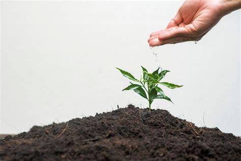 Premium Photo Human Hand Planting A Tree On White Background Save