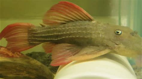 Pleco L24 綠裳紅劍尾 V2 Youtube
