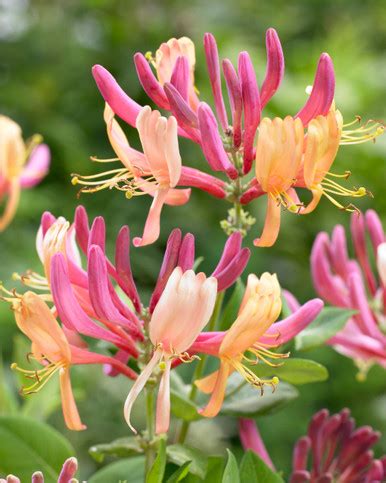 Buy Honeysuckle American Beauty | J. Parker's Dutch Bulbs