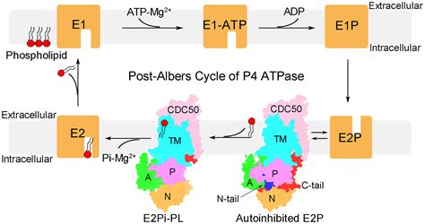 Structural Insights Into The Activation Of Autoinhibited Human Lipid