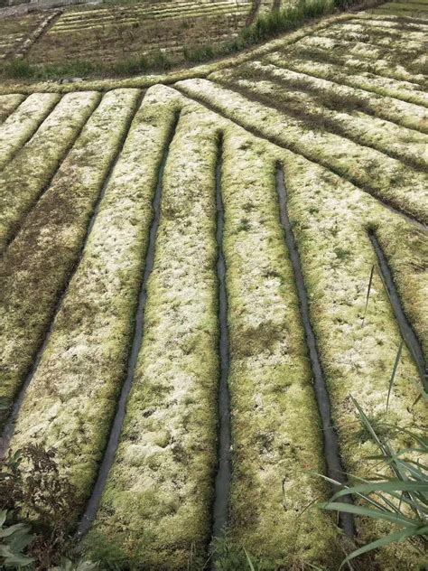 Peat Moss Harvest