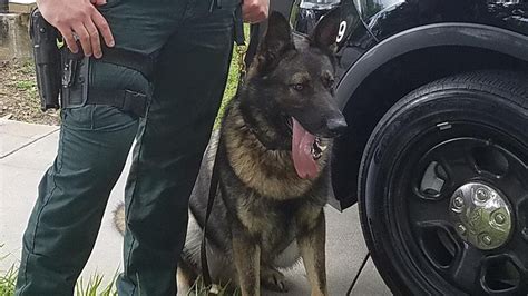 K 9 Anakin Of The Citrus County Sheriff S Office Retires