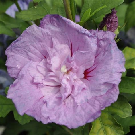 Hibiscus Syriacus Lavender Chiffon Pot De 4 Litres Gamm Vert