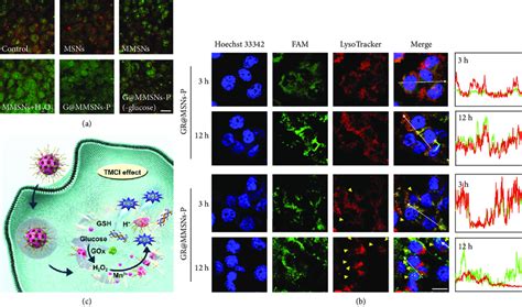 Endo Lysosomal Disruption Capability Of Gr Mmsns P A Clsm Images Of