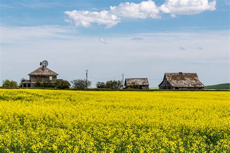 D8505101 Abandoned Farmstead Near Vulcan Alberta STANLEY BELL PHOTOGRAPHY