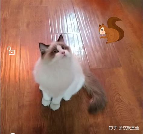 布偶猫怎么看品相 知乎