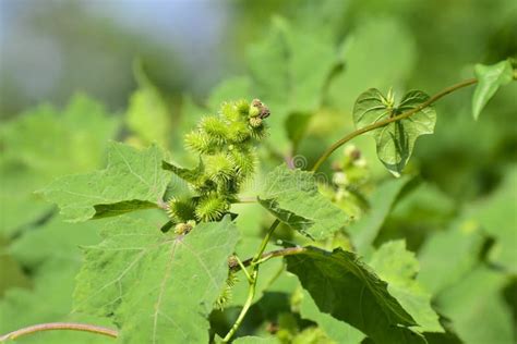 Rough Cocklebur Xanthium Strumarium Stock Photo Image Of Isolated