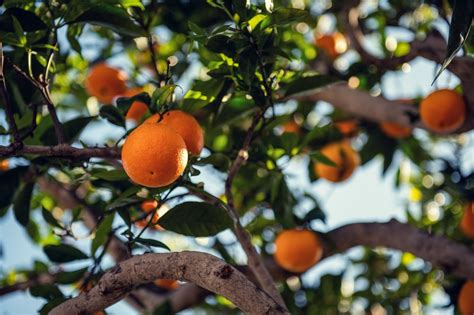 Cultivo De Frutas Dicas Para Cuidar De Rvores Frut Feras Em Casa