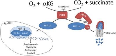 Frontiers Non Canonical Mechanisms Regulating Hypoxia Inducible