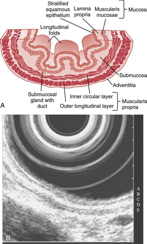 Anatomy Histology Embryology And Developmental Anomalies Of The