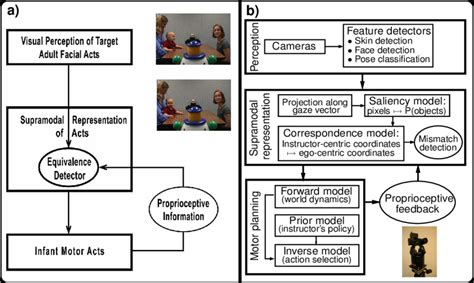 Aim Hypothesis For Infant Imitation A The Aim Hypothesis Of Facial