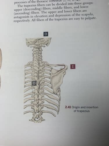 Muscles of the shoulder (O.I.I.A) Flashcards | Quizlet