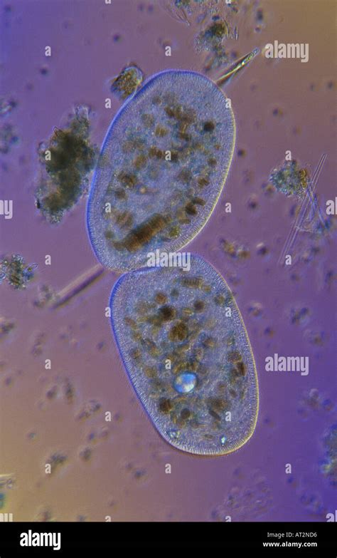 Paramecium Division Stockfotos Und Bilder Kaufen Alamy