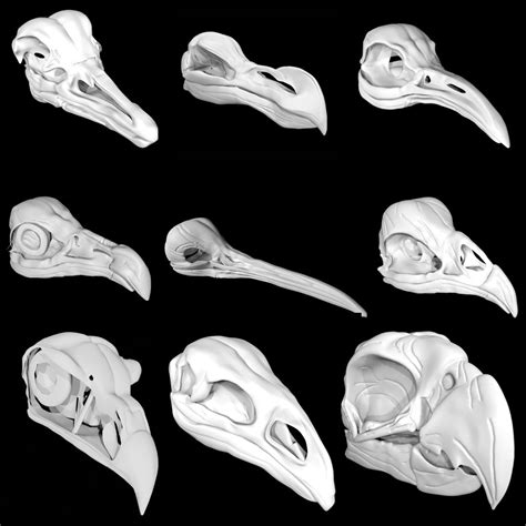 Bird Skulls D Model Turbosquid