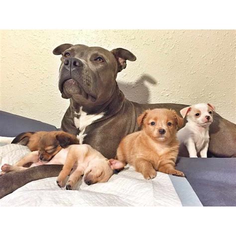 Chihuahua And Pitbull Mix Puppies | PETSIDI