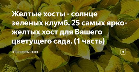 Желтые хосты - солнце зеленых клумб. 25 самых ярко-желтых хост для ...