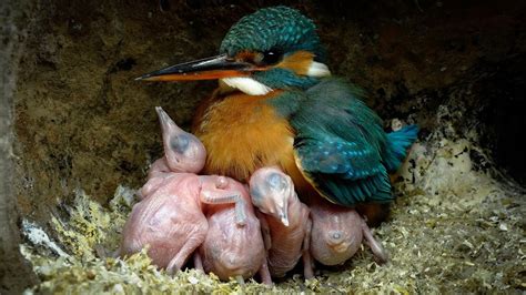 Kingfisher Chicks Nearly Too Big To Brood 4k Discover Wildlife