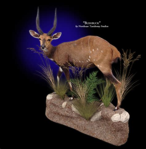 Bushbuck Mount Bushbuck Taxidermy