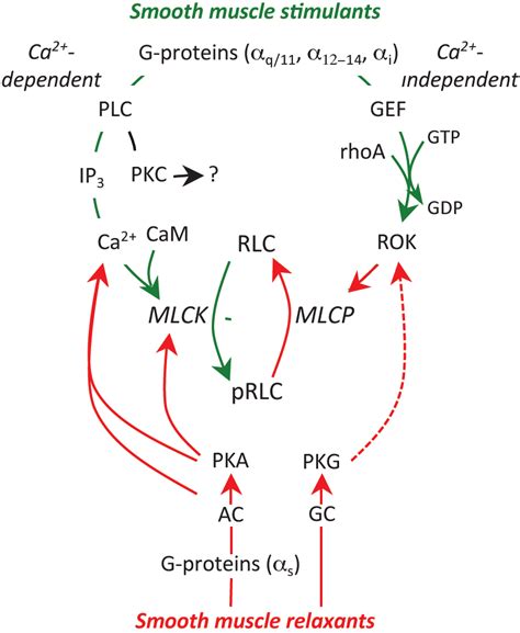 Regulation Of Smooth Muscle Contractility Uterine Stimulants