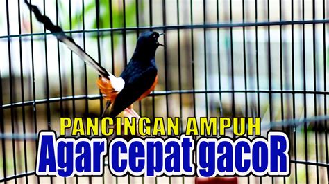 Murai Batu Gacor Bongkar Materi Mewah Pancingan Murai Batu Cepat