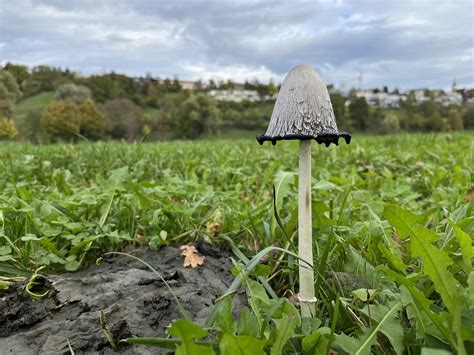 Coprinus Mushroom