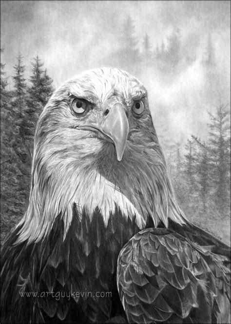 Portrait Of An Heir Bald Eagle By Deviant Art Guy On Deviantart In 2021