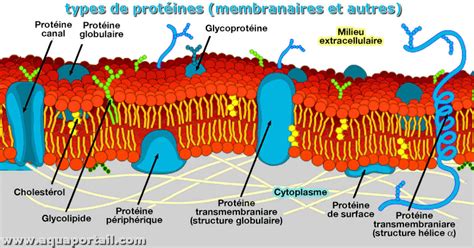 Complexe Prot Ique Transmembranaire Rh Sus