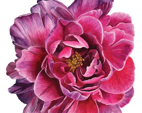 Peony Watercolor Painting Peony Art Print Botanical Wall - Etsy