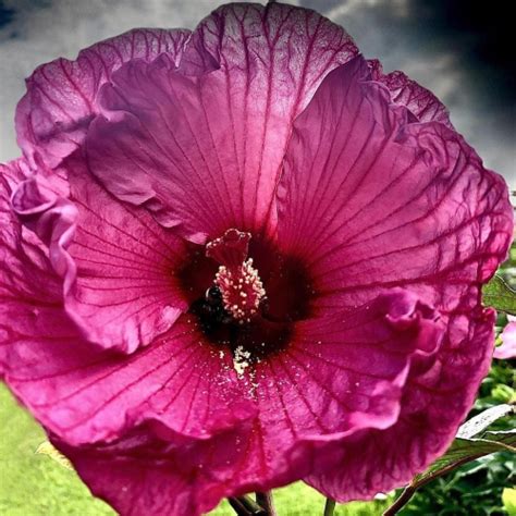 Hibiscus moscheutos Plum Crazy la ghiveci preț bun FloraPris