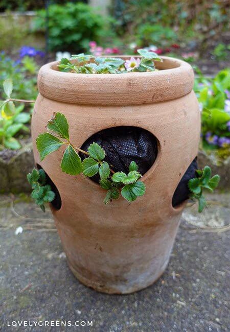 How To Plant A Strawberry Pot 20 Creative Strawberry Pot Plant Ideas