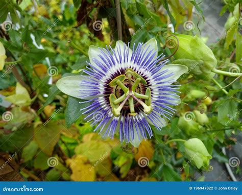 Passiflora Caerulea Clear Sky Stock Photo Image Of Floral Leaves