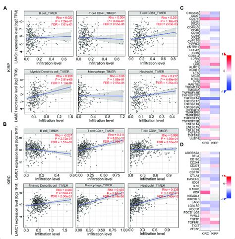 Correlation Analysis Of Lamc1 Expression And Immune Cell Infiltration