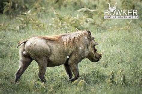 Warthog Hunting All You Need To Know About Warthog Hunts