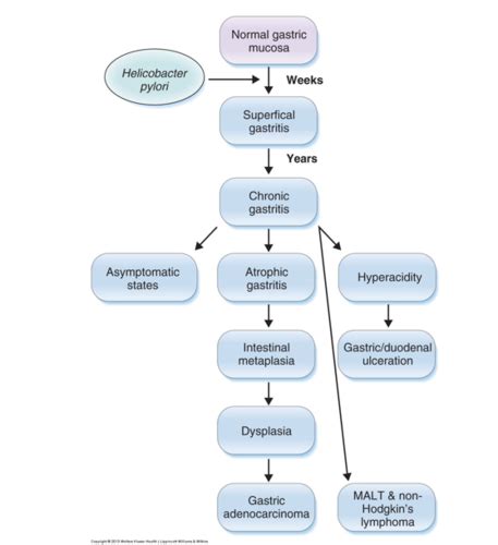 Helicobacter Pylori Flashcards Quizlet