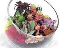 Succulent Bowl Homestead Gardens Inc