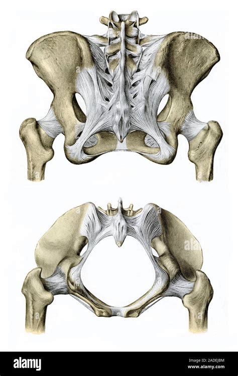 Ilustraciones De Los Huesos Y De Los Ligamentos De La Pelvis Femenina Y