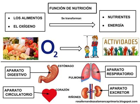 Esquema Funci N De Nutrici N Funciones De Nutricion Estandares De