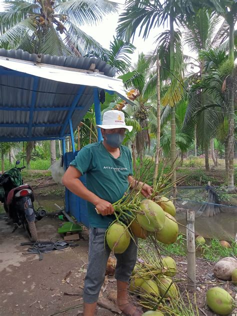 KELEMBAGAAN PETANI KELAPA HARUS MENGAKAR KE BAWAH Media Perkebunan