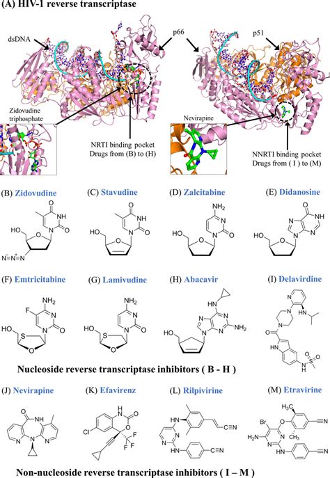 Tertiary Structures Of HIV 1 Reverse Transcriptase And Chemical