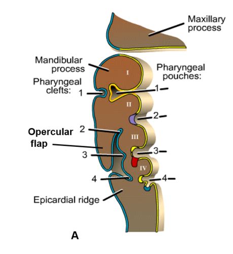 Module Pharyngeal Arch Development Flashcards Quizlet