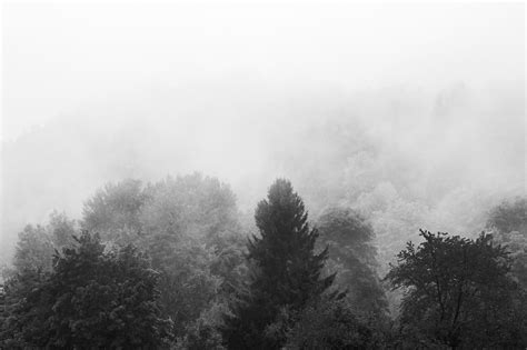 Fog Tree Forest Black And - Free photo on Pixabay - Pixabay