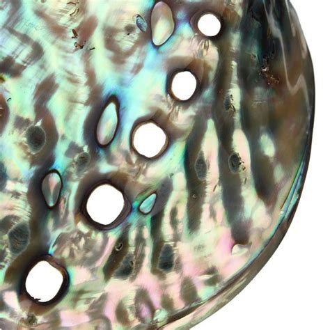 X Cm Natural Abalone Sea Shell Both Side Polished Beach Craft Diy