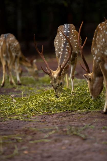 Premium Photo Deer Activity In Captivity Of Tofu In South Kalimantan