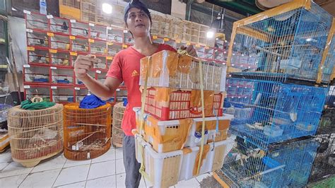 Big Sale Dunia Perburungan Di Pasar Pramuka Cak Ijo Murai Kinoy Dan